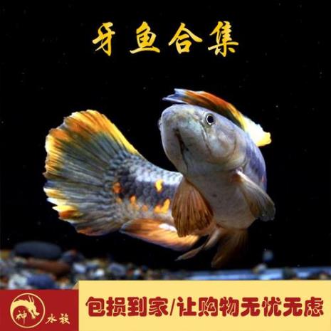 淡水凶猛观赏鱼