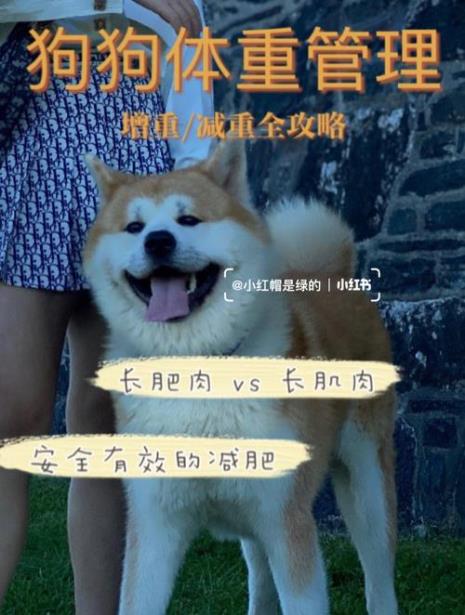 狗狗吃麦麸能吃胖吗