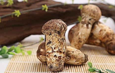 鲜松蘑能吃吗
