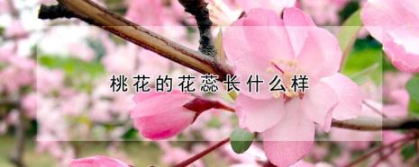 桃花被誉为什么