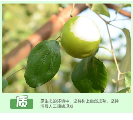 脆蜜枣和青枣的区别