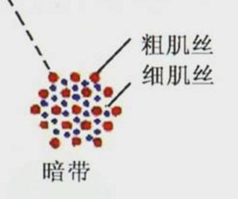 三种递氢体分别有什么功能