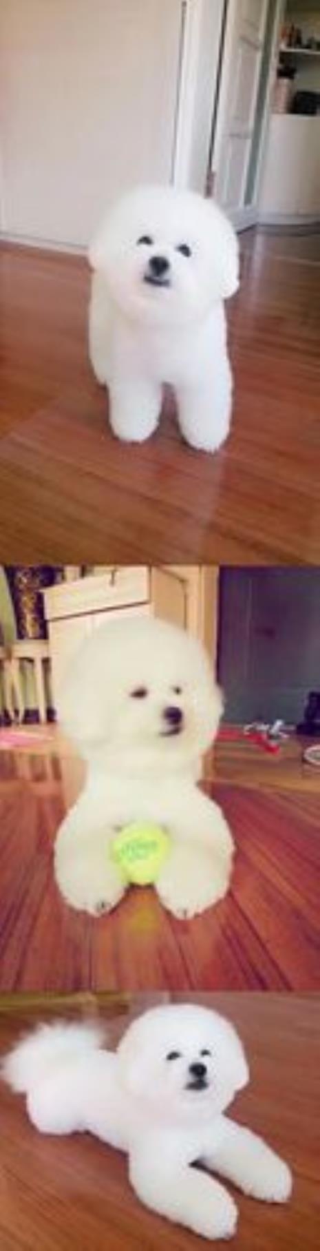 群宠什么意思
