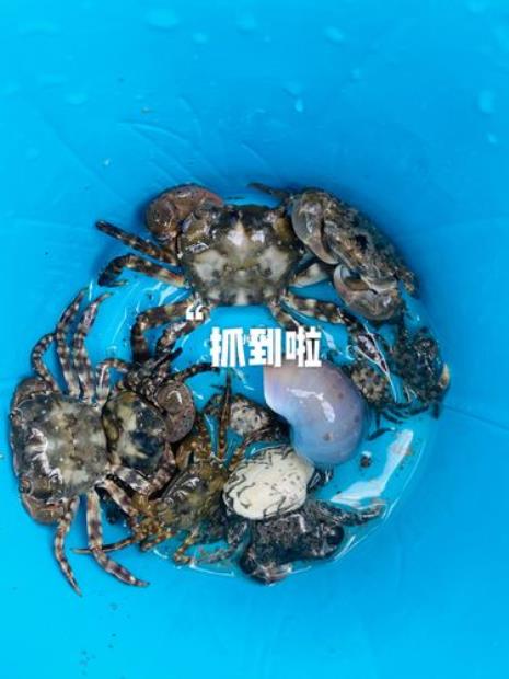 连云港抓螃蟹最佳地点