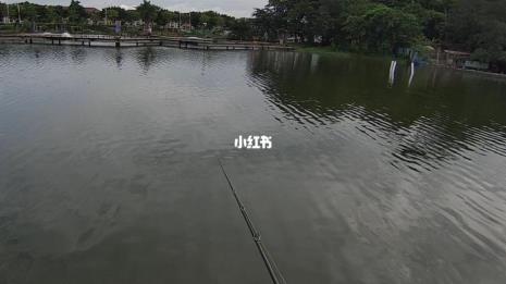 金目鲈一般活动哪个水层