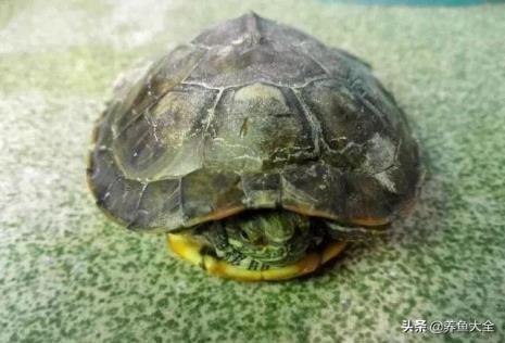 乌龟的头为什么会断