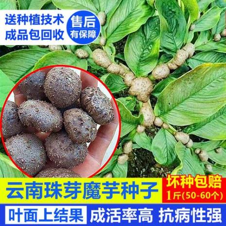 魔芋开花结的果实有什么