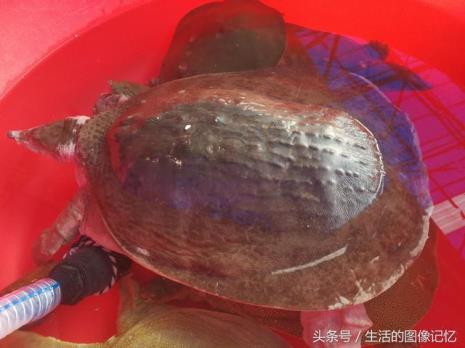 黑龙江野生老鳖介绍