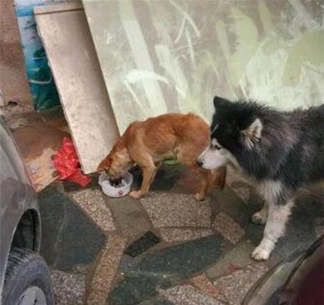 阿拉斯加吃盐会怎么样