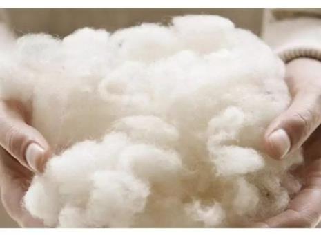 什么是超细羊毛
