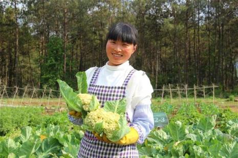 世界上三大菜园国是哪