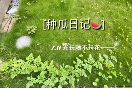 写5则观察西瓜生长过程的日记