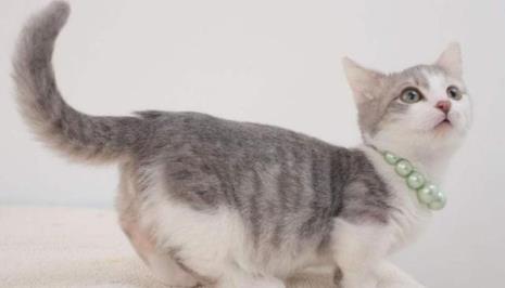 猫的反应速度有多快