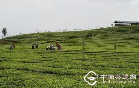 普洱茶亩产量