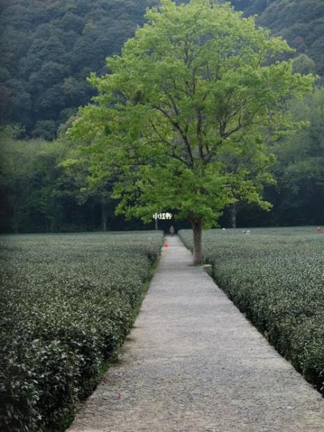 平荒尽处是春山啥意思