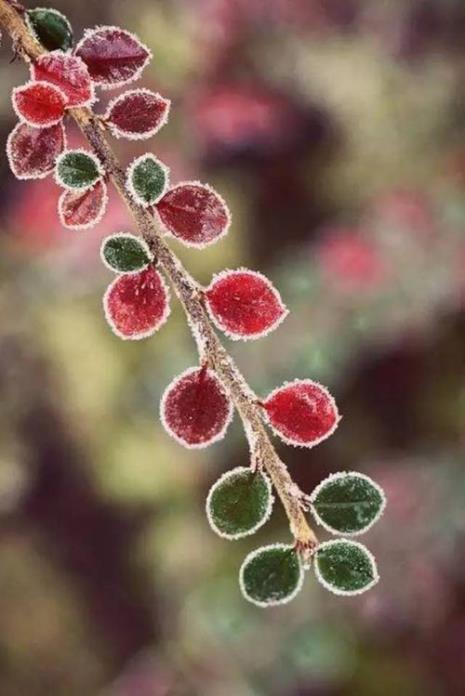 菊花霜降的时候怎么办