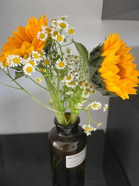 太阳花是不是雏菊