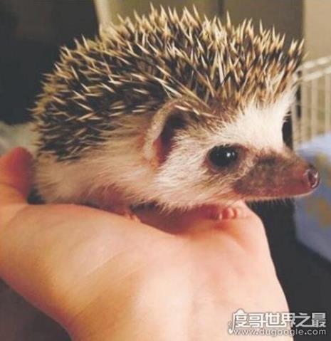 刺猬吃西红柿吗