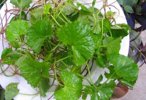 南方野菜排名