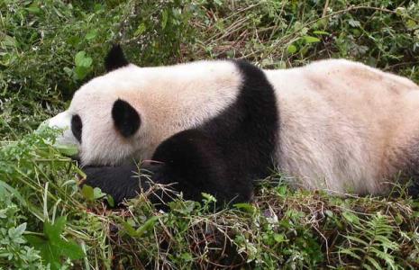 大熊猫是什么动物