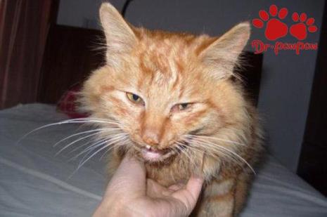 猫猫流鼻涕且呼吸困难怎么办