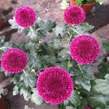 乒乓菊花期要什么肥料