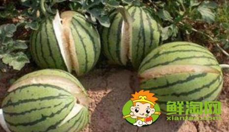 瓜大是什么意思
