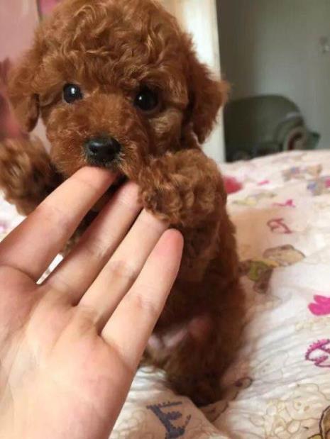 为什么泰迪眼睛会变色