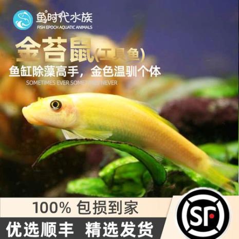 金苔鼠鱼的缺点