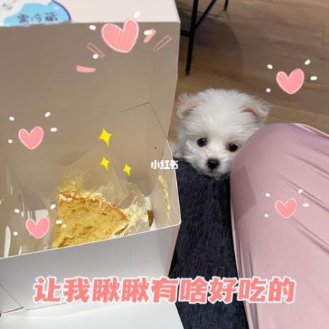 嘤嘤怪狗狗什么品种