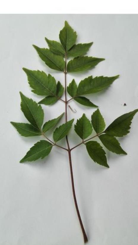 丁香的叶序属于