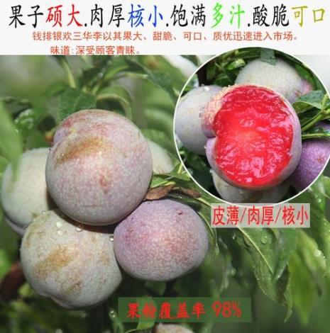 恐龙蛋和三华李有什么区别