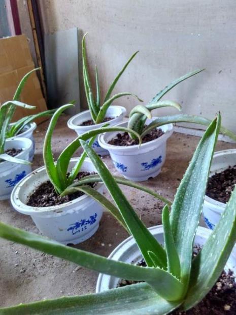 虎皮兰会开什么花
