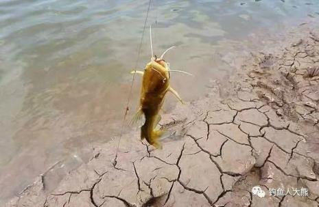 桑鱼喜欢吃什么饵