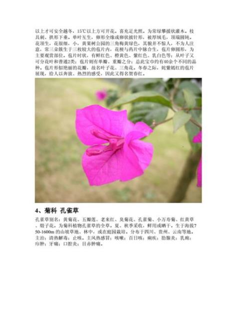 字南36种字花名
