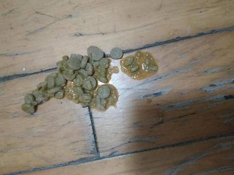 猫咪吐出来黑黑的絮状物