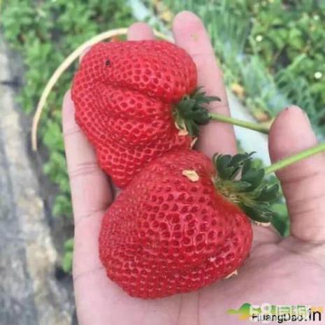 甜宝草莓优缺点