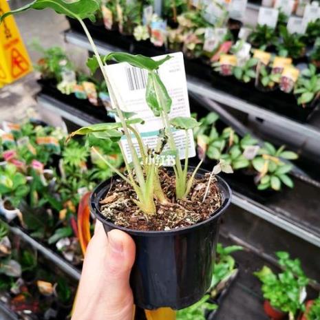 萨利安海芋可以水培么