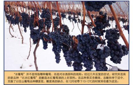 白冰红葡萄耐寒吗