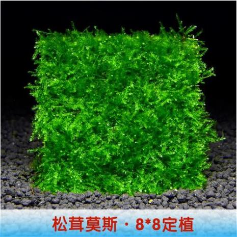 耐高温阴性水草