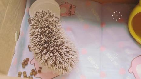 迷你刺猬怎么养