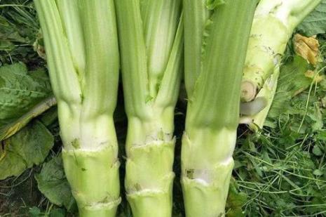 棒棒菜会抽薹开花吗