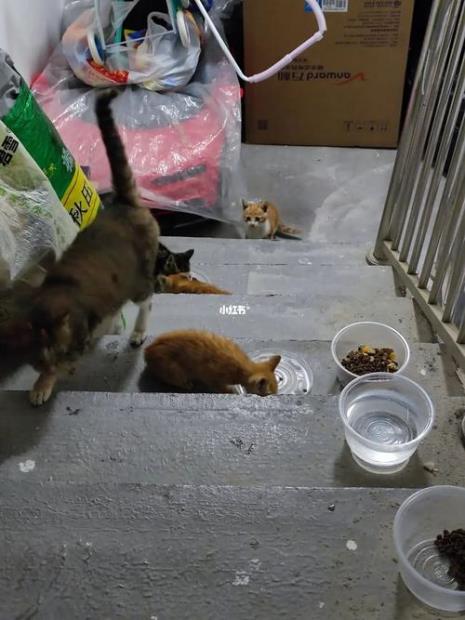 一只猫一年要吃多少粮食