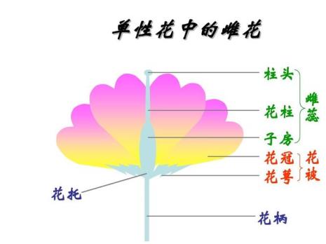 花朵是什么结构类型