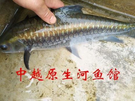 上鳍后面有个点是啥鱼