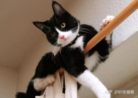 奶牛猫聪明到什么程度