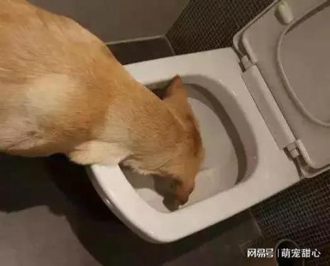 小狗为什么会吃粑粑