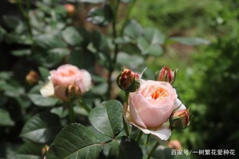 月季碧翠丝好还是朱丽叶好