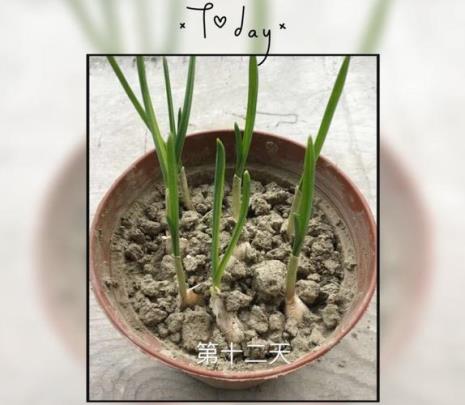 植物生长一般要经过哪4个过程