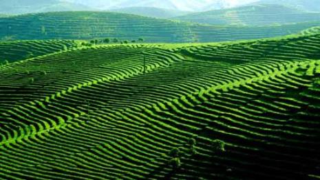 云南茶山排名前十名